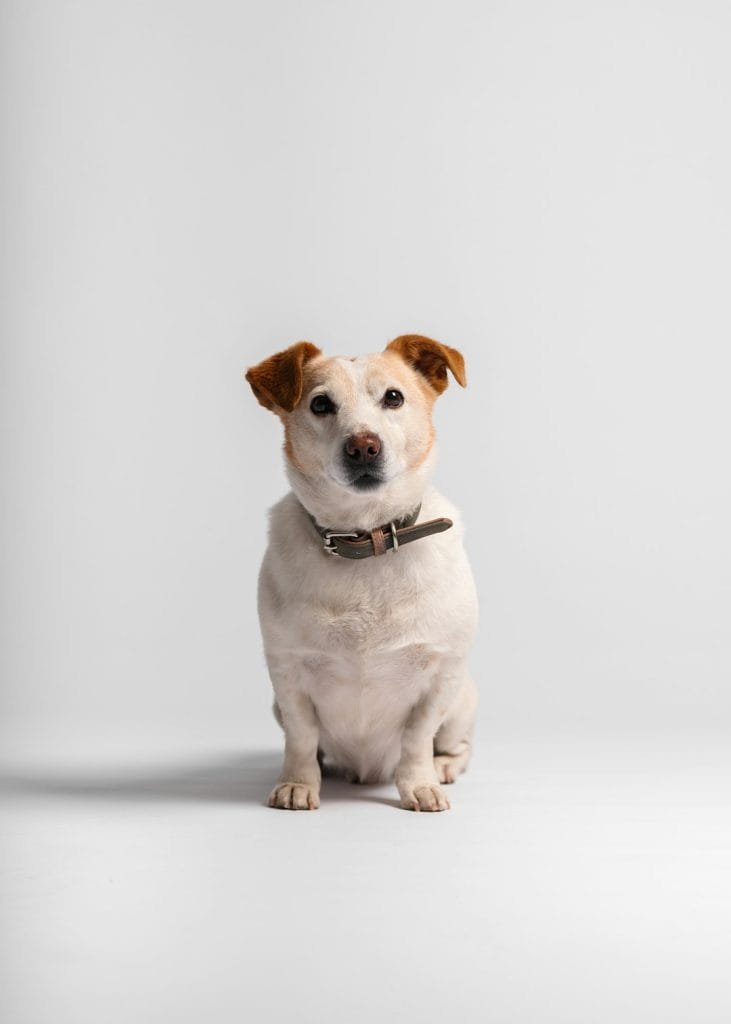 woof woof, Im Hector !
